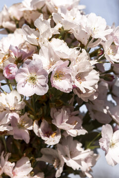 View of delicate pink and white cherry blossoms in full bloom against a clear blue sky in Lancaster, England, United Kingdom.