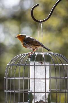 View of a European robin perched on top of a metal cage bird feeder with a blurred green garden background in Lancaster, England, United Kingdom.