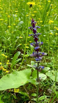 Ajuga genevensis is a perennial herbaceous plant. It is a species of the genus Zhivucha, which belongs to the family of Yasnotkovye.