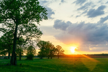 Naklejka premium Vibrant summer sunset over a green field with trees. Scenic pastoral background for eco friendly organic brand and environmental advertising