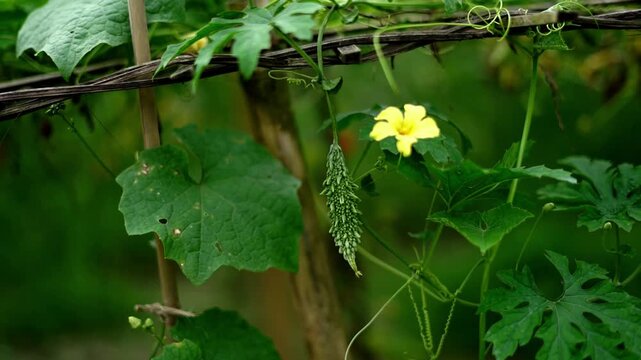 Fresh Momordica Charantia Fruit and Blossom in Rural Vegetable Farm