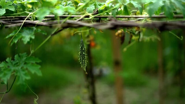 Single fresh bitter gourd hanging on a garden trellis.