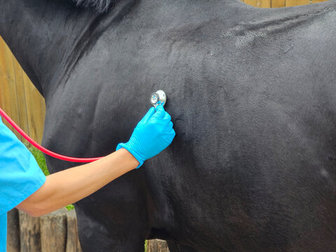 Veterinary check on a horse in a stable setting during daytime
