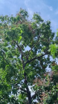 Tall copperpod tree swaying in strong wind under a bright blue sky, capturing the power of nature, dynamic movement, and a peaceful tropical outdoor landscape.