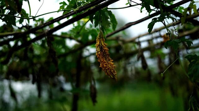 Aging Bitter Gourd Hanging on Trellis in Organic Farm