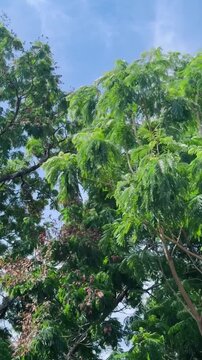 Tall copperpod tree swaying in strong wind under a bright blue sky, capturing the power of nature, dynamic movement, and a peaceful tropical outdoor landscape.