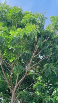 Tall copperpod tree swaying in strong wind under a bright blue sky, capturing the power of nature, dynamic movement, and a peaceful tropical outdoor landscape.