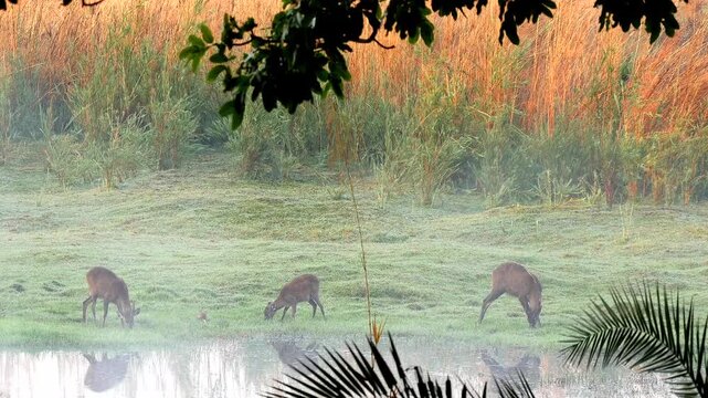 sitatunga buck, female and calf, Tragelaphus spekii, eat fresh grass by the river 135
