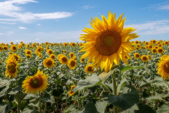 View of a vibrant field of blooming sunflowers under a bright blue sky with soft white clouds Kaluga, Kaluga Oblast, Russia.