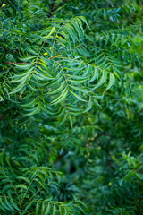 Fototapeta premium Health awareness concept.Azadirachta indica - A branch of neem tree leaves. Natural Medicine.