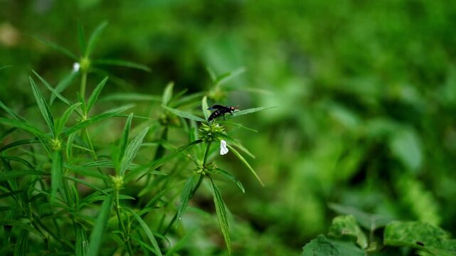 A metallic dark blue insect resting on a green leaf in nature.