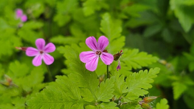 Sweden. Geranium robertianum, commonly known as herb-robert or, in North America, as Robert's geranium.