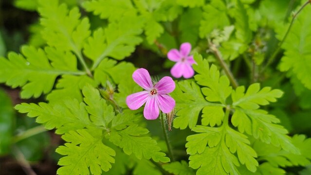 Sweden. Geranium robertianum, commonly known as herb-robert or, in North America, as Robert's geranium.