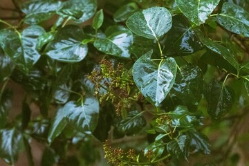 Fototapeta premium Wet lilac leaves after the rain