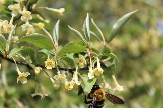 Autumn oleaster flower and carpenter bee