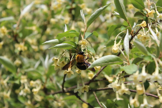Autumn oleaster flower and carpenter bee