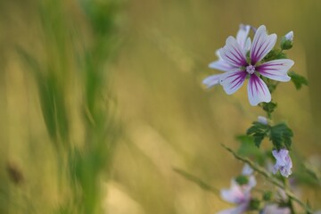 fiori di malva in primavera al tramonto © Simona