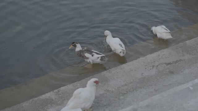 Serene Temple Pond with White Egret in South India