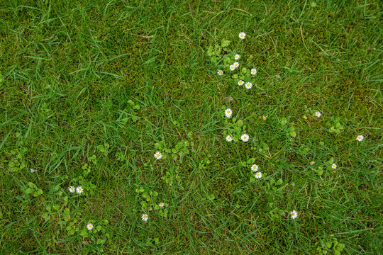 Patchy lawn with moss and white daisies growing among turf grass. Common lawn care issue showing uneven grass coverage, moss development, and spontaneous flowering plants in a residential garden. Usef