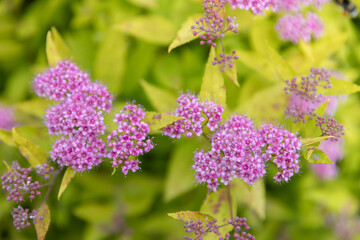 Fototapeta premium Golden Japanese spirea (Spiraea japonica 'Goldflame') shrub with pink flower clusters growing along a garden border. Bright yellow-green foliage contrasts with decorative blossoms, creating an attract