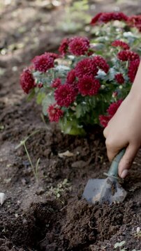 Vertical video: Digging after trowel near hole, gardener scooping dirt in garden bed for red mum