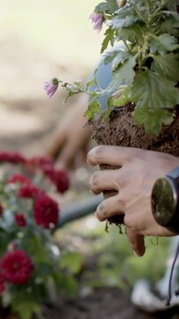 Vertical video: Lifting potted plant, gardener planting root ball beside red flowers in garden bed