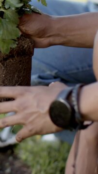 Vertical video: Lifting person cupping root ball and placing pink plant in garden to plant in denim