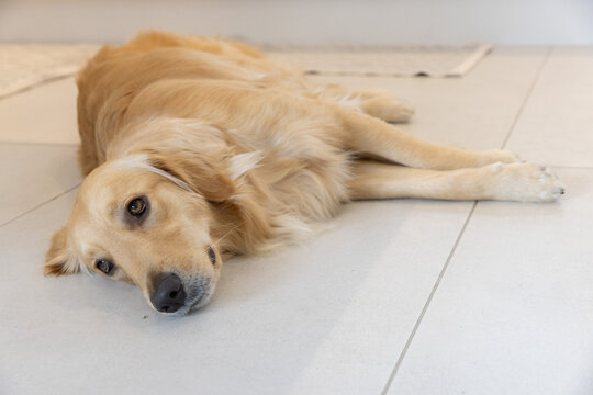 Golden retriever dog lying stretched out on light-colored tiled floor with visible grout lines