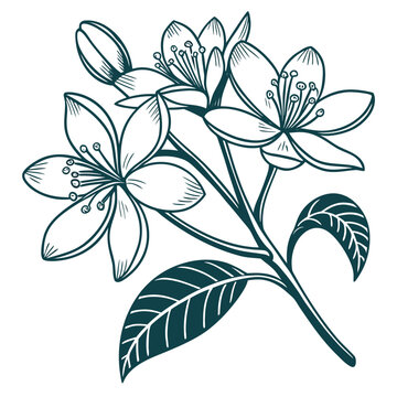 bergamot fiower  line art on white background