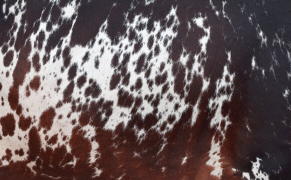 cow skin texture background, bull leather with fur background closeup,  cow hide pattern, The texture is dense and rich, displaying a natural pattern, cow skin hairy texture bull fur animal skin textu