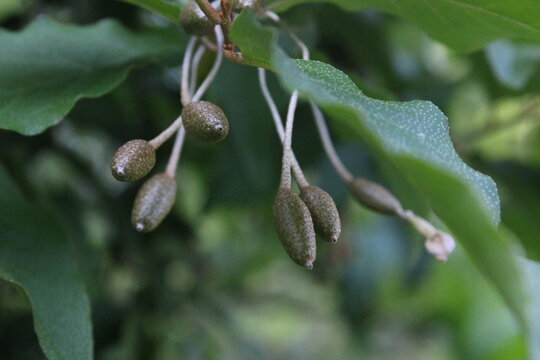 Autumn oleaster Silverberry