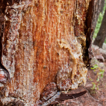 Sappy Tree