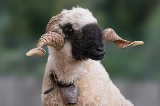 Close-up portrait of Valais blacknose sheep with big horns