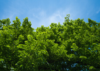 Fototapeta premium Green foliage of trees against blue sky, forest in sunny day