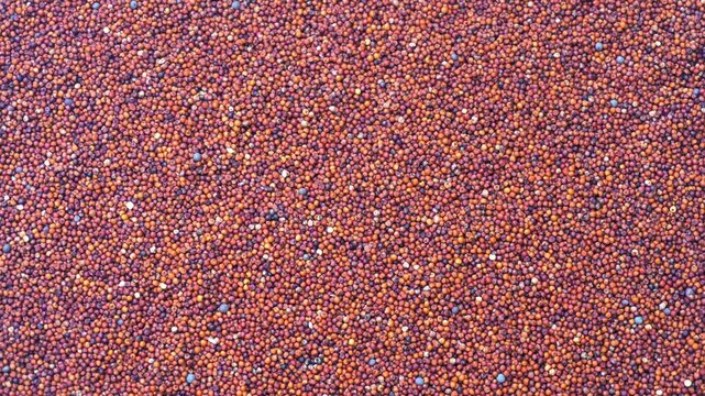 Finger Millet Grains Texture Background Full Frame Raw Ragi Seeds. 