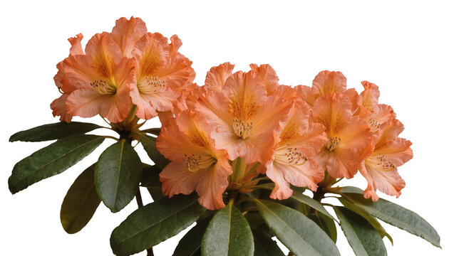Isolated vibrant orange rhododendron flowers with green leaves for spring garden decor