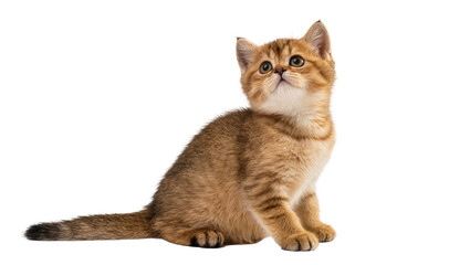 Isolated adorable golden British Shorthair kitten sitting and looking up with curiosity © Cian