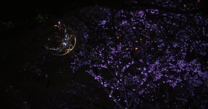 Low, steady cam shot under sparkling disco ball in cherry blossom tree at night