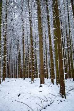View of snow-covered coniferous forest in the Eifel region with tall spruce trees and a thick blanket of fresh white snow on the ground in Kelberg, Rhineland-Palatinate, Germany.