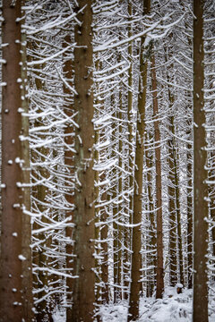 View of snow-covered spruce trees in a dense winter forest with branches heavily laden with fresh white snow in the Eifel region Kelberg, Rhineland-Palatinate, Germany.