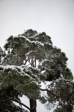 View of a majestic pine tree with branches heavily laden with fresh white snow against a grey winter sky in the Eifel region Kelberg, Rhineland-Palatinate, Germany.