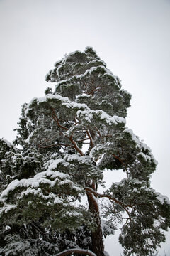 View of a tall pine tree heavily laden with fresh snow against a grey winter sky in the Eifel region, Kelberg, Rhineland-Palatinate, Germany.