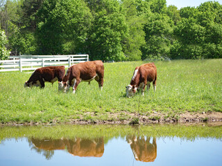 Fototapeta premium Beef cows eating grass near a pond