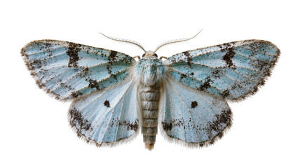 Isolated stunning blue and black speckled moth showing delicate wings and feathery antennae © Ciara