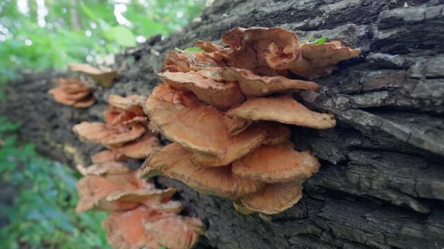 Orange Bracket Fungus Growing on Fallen Tree Trunk in Forest | Wide Angle Slow Motion Push-In Shot of Chicken of the Woods Mushroom on Bark