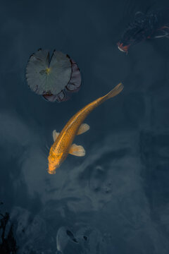 View of a golden koi fish swimming in dark water near a lily pad in Kyoto, Kyoto, Japan.