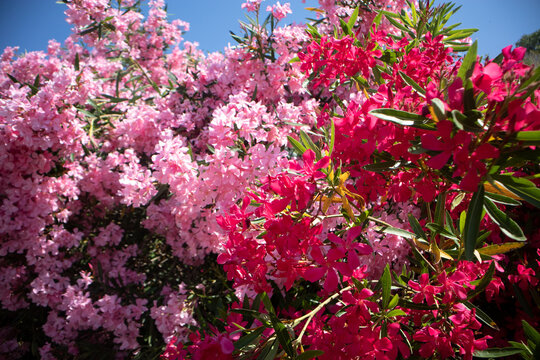 Splendido cespuglio di oleandro in piena fioritura estiva con fiori di colore rosa e rosso acceso sotto un limpido cielo azzurro