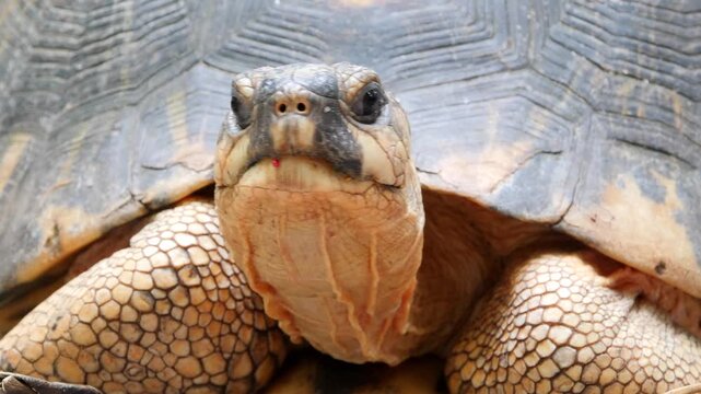 portrait of radiated tortoise, Astrochelys radiate, Madagascar 244