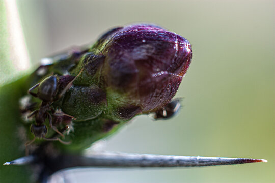 Argentine ant (Linepithema humile, formerly Iridomyrmex humilis) on cactus bud protectting aphids for their honew-dew sap