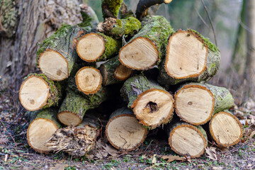 Stos ściętych pni drzew ułożonych w lesie. Przekroje klocków drewna opałowego pokrytych zielonym mchem z widocznymi słojami. Naturalny surowiec i tło rustykalne. © Henryk Niestrój
